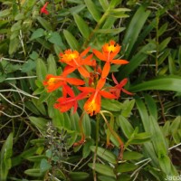 Epidendrum radicans Pav. ex Lindl.